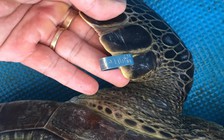 Giải cứu 1 con rùa biển 15 kg suýt bị lên bàn nhậu