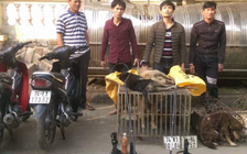 Mang bình xịt hơi cay, ớt bột đi trộm chó trong đêm, bị tóm gọn