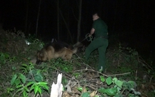 Chó nghiệp vụ hỗ trợ lực lượng biên phòng truy bắt kẻ vận chuyển thuốc nổ