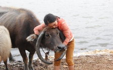 Lạ mắt con trâu có cặp sừng dài nhưng mọc ngược xuống đất