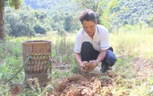 Cho doanh nghiệp 'mua chịu', nông dân trồng gừng dài cổ… chờ tiền