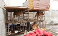 Bắt giữ 2 nghi phạm trộm 9 con chó trong 1 đêm
