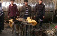 Trộm chó và đánh chết trộm chó từng làm nhiều người phải đi tù