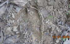 Phát hiện 3 cá thể nghi là bò tót ở rừng nguyên sinh Cù Bai