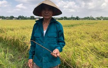 Quảng Trị: Cắm cọc sắt trên đồng lúa chín để phá máy gặt liên hợp