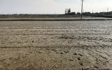 Một phụ nữ đang làm đồng bị dây điện sà xuống giật tử vong