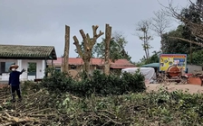 Vụ cắt tỉa cây ‘quá tay’: nhà trường nhận thiếu sót về thời điểm cưa trụi cây