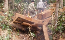 'Lâm tặc' bắt kiểm lâm quỳ gối, đánh dã man, đòi tưới xăng lên người đốt