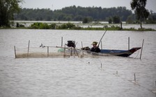 Mưu sinh giữa biển nước nổi mênh mông trên sông Vàm Cỏ Đông