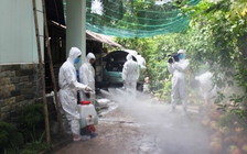 Bến Tre xuất hiện ổ dịch tả lợn châu Phi