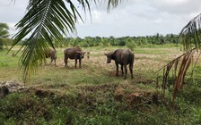 'Đánh tráo' nền đất tái định cư để bán nền thương mại