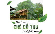 Giải mã chè xứ Nghệ: Đi tìm chè cổ thụ ở Nghệ An