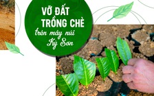 Giải mã chè xứ Nghệ - Vỡ đất trồng chè trên núi Kỳ Sơn