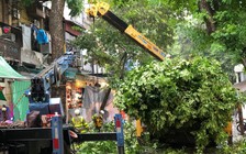 Vụ cây cổ thụ đổ vào người đi đường: Công ty cây xanh 'né' trách nhiệm?