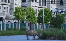 Chưa quy định đánh thuế cao với người nhiều nhà, đất trong luật Đất đai