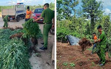 Đắk Lắk: Lại phát hiện vụ trồng cần sa... 'để cho gà, vịt ăn'