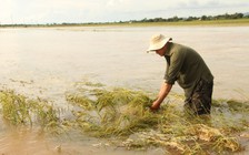 Đắk Lắk: Nông dân trồng lúa trắng tay sau trận mưa lũ