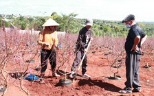 Làng đào Nhật Tân trên cao nguyên Buôn Hồ nhộn nhịp mùa tết