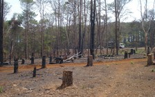 Xem xét kỷ luật nặng hơn một loạt cán bộ để mất rừng