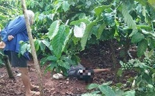 Phát hiện thi thể dưới gốc cà phê