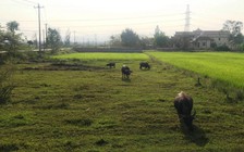 Thành ủy Đà Nẵng chỉ đạo xử nghiêm việc bịa đặt thông tin tạo 'sốt' đất