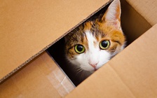 Chuyên gia giải đáp vì sao mèo thích những chiếc hộp đến thế