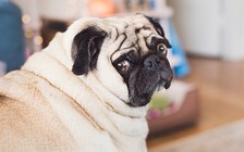 Nhóm nghiên cứu khuyên đừng nuôi chó mặt bẹt vì chúng dễ bệnh?