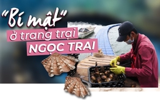 'Bí mật' ở trang trại ngọc trai