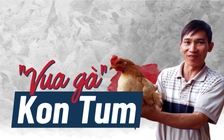 'Vua gà' Kon Tum