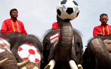 Voi Thái Lan khởi động chiến dịch chống cá cược ở World Cup 2018