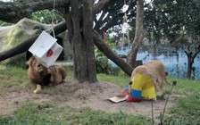 Cặp đôi sư tử tiên đoán Colombia sẽ thắng Nhật Bản