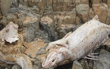 Ông Võ Kim Cự vi phạm nghiêm trọng trong vụ sự cố môi trường Formosa Hà Tĩnh