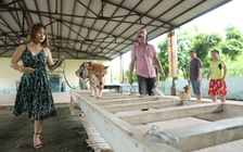 Phim 'Cậu Vàng' gây tranh cãi vì chọn chú chó giống Nhật đóng vai chính