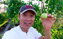 Vườn trái cây 1.200m2 của danh hài Vân Sơn