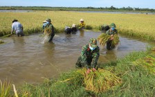 Gặt lúa giúp dân: 'Nhờ dân quân, công an, bộ đội... chứ để thêm thì hư hết'