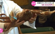 Cua tuyết khổng lồ bán được giá hơn 1 tỉ đồng