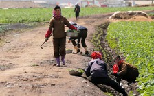 Canh tác ở một nông trại 'kiểu mẫu' của Triều Tiên