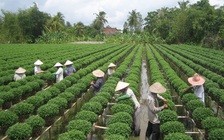 Ngừng thu phí khách tham quan làng hoa Sa Đéc