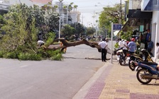 Đồng Tháp: Cây phượng ngã đổ đè người đi đường, 1 phụ nữ chấn thương sọ não