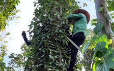 Hồ tiêu tăng giá, nông dân chưa vội bán