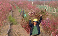 Đào Nhật Tân bất ngờ đội giá 2 - 3 lần