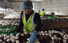 Bắt đầu nhận hồ sơ đi lao động kết hợp kỳ nghỉ tại Australia năm 2019-2020