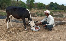 Nông dân Ấn Độ phải đổ dâu, rau cho bò ăn, hoa vứt làm phân