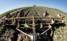 Mỹ dành 19 tỉ USD hỗ trợ nông dân và mua thực phẩm cho người nghèo