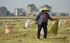 Tỉnh nông nghiệp lớn nhất Trung Quốc đã đô thị hóa một nửa