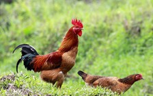 'Nông dân Hàn Quốc' nuôi gà chạy bộ