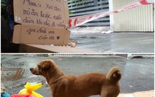 Đi chống dịch, chàng trai nuôi chó giúp chủ nhà F0 ở Sài Gòn