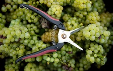 Nạn trộm nho hoành hành Bordeaux