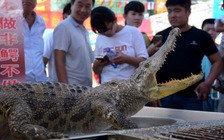 Trả hơn 5 triệu đồng mua cá sấu qua mạng, nhận được vài tấm ảnh
