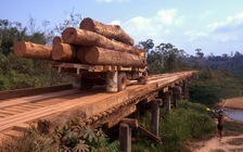 Brazil phá vụ án buôn lậu gỗ quý Amazon tuồn về Trung Quốc